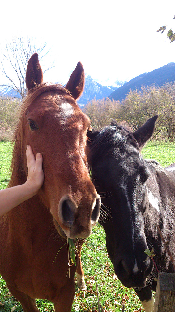 Nos voisins les chevaux