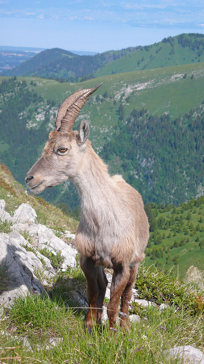 Bouquetin au Mont Chauffé