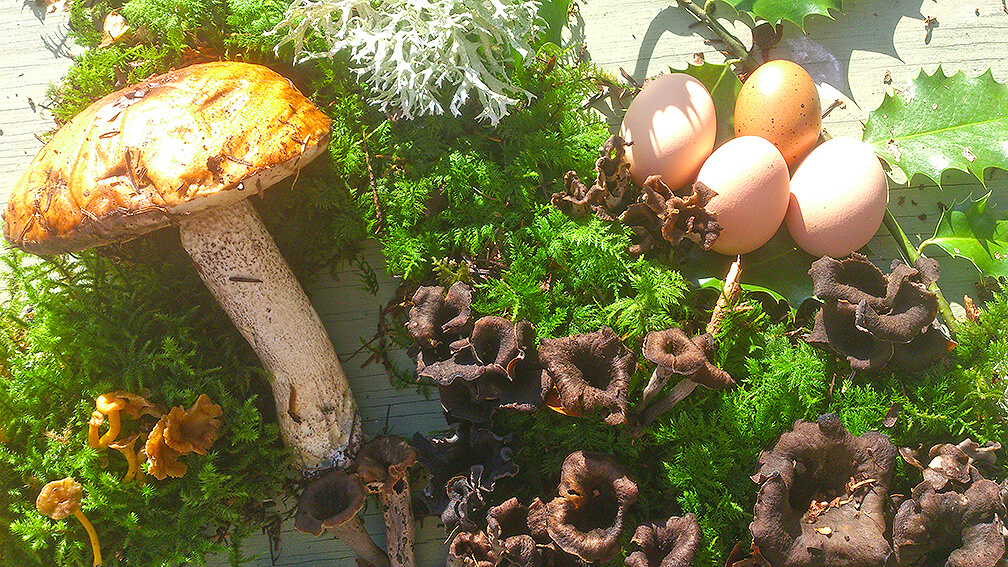 Cueillette de champignons