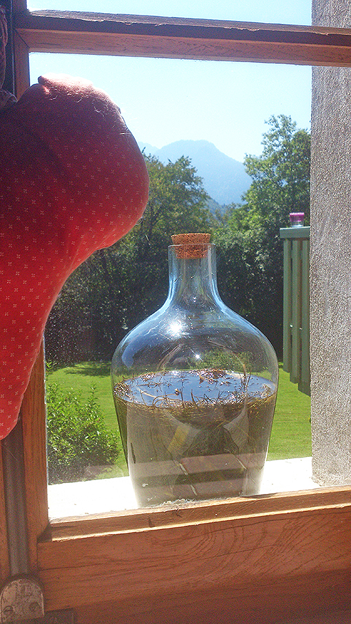 Liqueur de fenouil du jardin