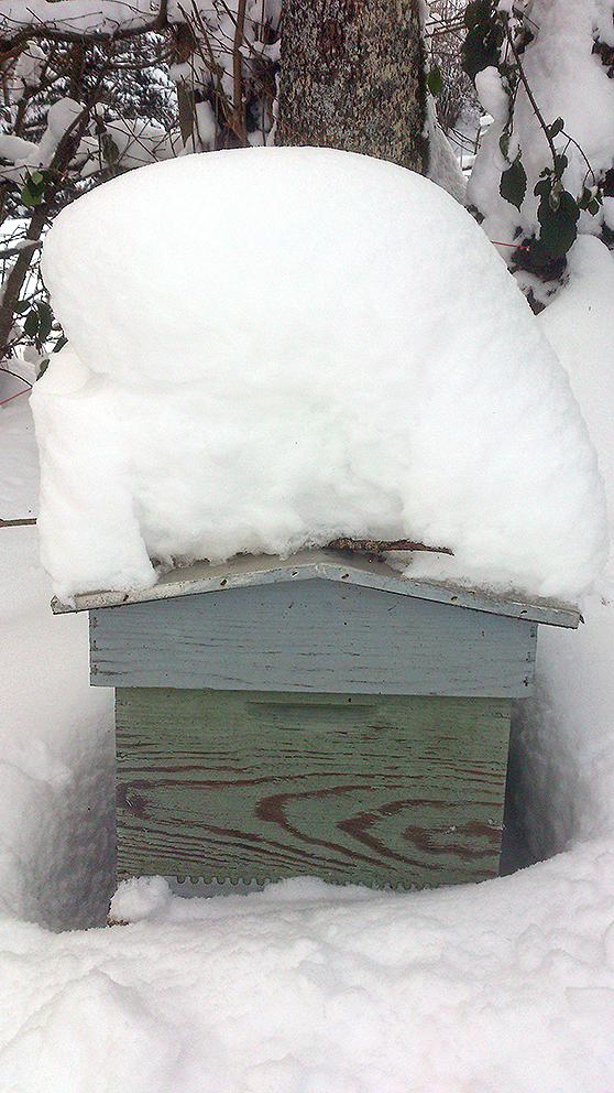 Une ruche sous la neige