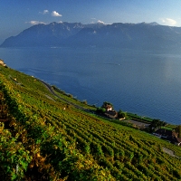 Les terrasses de Lavaux