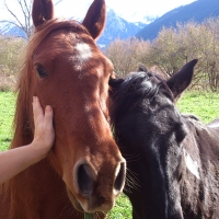 Nos voisins les chevaux