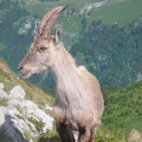 Bouquetin au Mont Chauffé