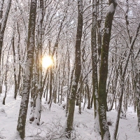 Le bois du Fayet