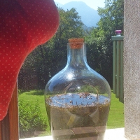 Liqueur de fenouil du jardin