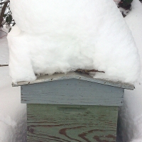Une ruche sous la neige