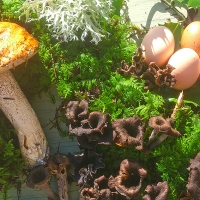 Cueillette de champignons